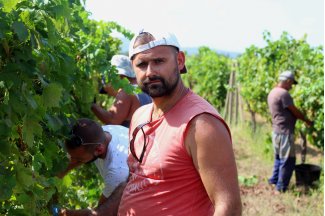 vino